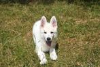 Zwitserse Witte Herder pup, België, CDV (hondenziekte), 8 tot 15 weken, Meerdere