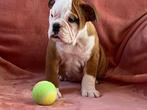 Femelles du bouledogues, Animaux & Accessoires, Bouledogue, Plusieurs, Parvovirose, Belgique