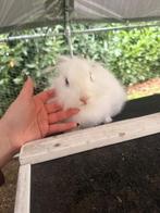 Gratis handtam wit dwergkonijn man, Dieren en Toebehoren, Konijnen, Mannelijk