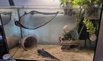 70L aquarium beschikbaar voor biedingen