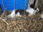 vlees konijnen, Dieren en Toebehoren, Knaagdieren en Konijnen | Hokken en Kooien, Ophalen, Nieuw, Overige typen, Konijn