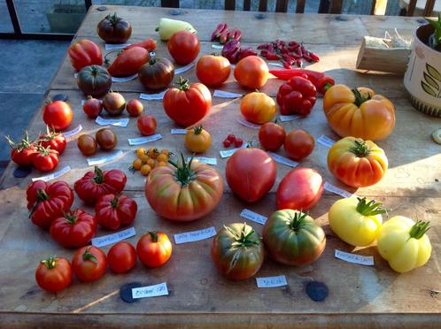 Tomatenplanten + 100 soorten oude rassen, Jardin & Terrasse, Plantes | Jardin, Annuelle, Plantes potagères, Plein soleil, Printemps