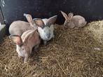 Reuzevlinder rammelaars zoeken een nieuwe thuis, Dieren en Toebehoren, Konijnen