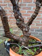 Bonsai witte meidoorn, Tuin en Terras, Ophalen of Verzenden