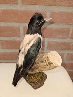Prachtige nieuw opgezette zeldzame roze spreeuw, Verzamelen, Dierenverzamelingen, Ophalen of Verzenden, Nieuw, Vogel, Opgezet dier