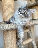 XXL Maine Coon kittens, Dieren en Toebehoren, Meerdere dieren, Gechipt, 0 tot 2 jaar