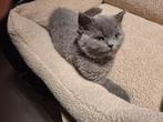 Brits korthaar kitten, Dieren en Toebehoren, Katten en Kittens | Raskatten | Korthaar, Poes, Gechipt, 0 tot 2 jaar