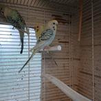 Texas Clearbodys. perruches, Animaux & Accessoires, Oiseaux | Perruches & Perroquets