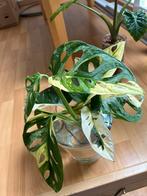 Monstera Adansonii Variegata, Ophalen of Verzenden