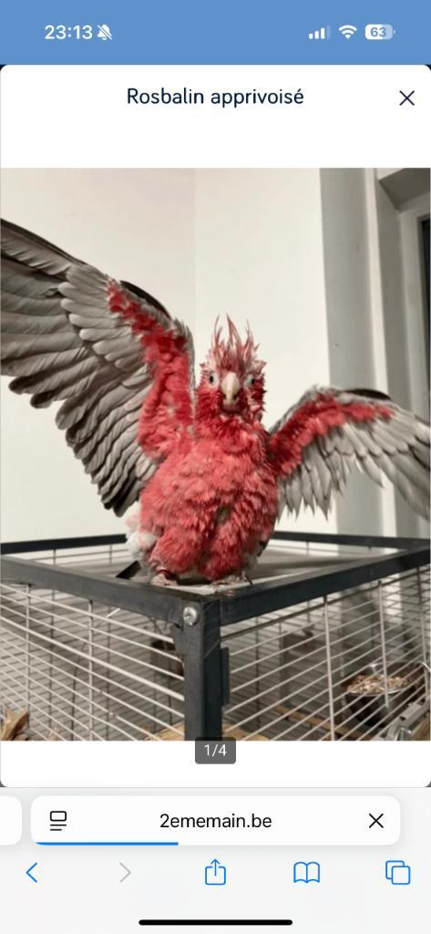 Rosalbin, Dieren en Toebehoren, Vogels | Parkieten en Papegaaien, Papegaai, Geslacht onbekend, Geringd