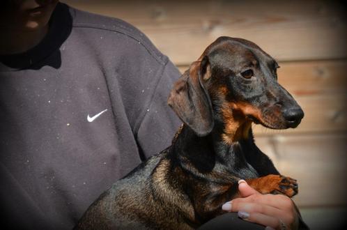 Chiot adolescent teckel à poil dur, Animaux & Accessoires, Chiens | Teckels & Bassets, Chienne, Poils durs, Éleveur | Professionnel