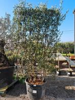 Olijfboom Olea Europaea windscherm, Tuin en Terras, Planten | Bomen, Ophalen, Olijfboom