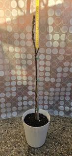 Figuier Ficus Carica, Figuier, En pot, Plein soleil, Enlèvement