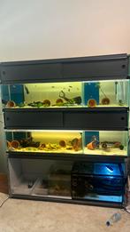 Aquariums/stelling, Dieren en Toebehoren, Vissen | Aquaria en Toebehoren, Ophalen