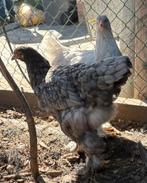 Brahma hennen groot, Dieren en Toebehoren, Vrouwelijk, Kip