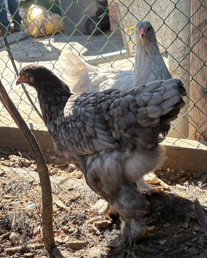 Brahma hennen groot, Dieren en Toebehoren, Pluimvee, Kip, Vrouwelijk