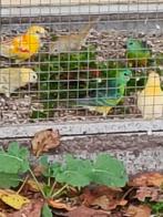Jonge roodrugparkieten, Dieren en Toebehoren, Vogels | Parkieten en Papegaaien
