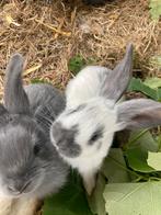 Vlaamse reus, Dieren en Toebehoren, Konijnen, Meerdere dieren, Klein, 0 tot 2 jaar