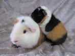 Superlief berensetje, Dieren en Toebehoren, Knaagdieren, Mannelijk, Cavia, Tam