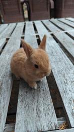 Prachtige mix kleurdwerg minilop 5 weken handtam, Dieren en Toebehoren, Konijnen