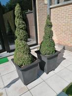 SPIRAALBUXUSSEN, Tuin en Terras, Bloembakken en Plantenbakken, Ophalen, Kunststof, Minder dan 60 cm, Vierkant