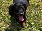 Dwergteckel pups langharig, Dieren en Toebehoren, Honden | Teckels en Dashonden, België, CDV (hondenziekte), 8 tot 15 weken, Dwerg