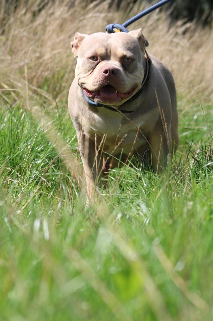 American Bully teef, Animaux & Accessoires, Chiens | Bouledogues, Pinschers & Molossoïdes, Chienne, Autres races, Éleveur | Professionnel