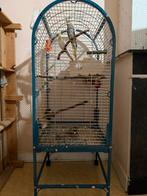 Couple calopsite avec cage ..