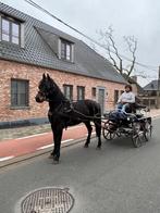 Paard, Dieren en Toebehoren, Paarden, Merrie, 3 tot 6 jaar