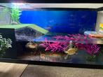 Aquarium + 2 waterschildpadjes te koop, Dieren en Toebehoren, Ophalen, Zo goed als nieuw