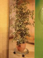 Rouleau pour plantes en verre Gardenline sur 4 roues Nouveau, Enlèvement ou Envoi