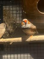 Zebravinken mannen, Mannelijk, Tropenvogel