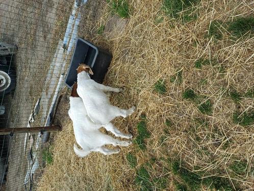Te Koop twee boergeit bokjes, Dieren en Toebehoren, Overige Dieren, Mannelijk