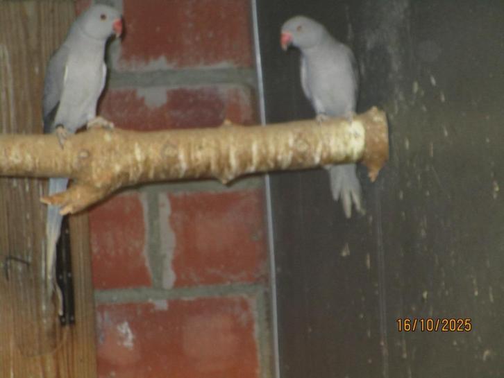 halsbanden, Dieren en Toebehoren, Vogels | Parkieten en Papegaaien