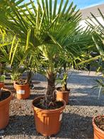 Winterharde palmboom Trachycarpus Fortunei, Jardin & Terrasse, Plantes | Arbres, Enlèvement, Ombre partielle, Palmier
