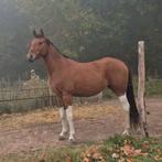 Pony ter lease, Dieren en Toebehoren, Stalling en Weidegang, Stalling