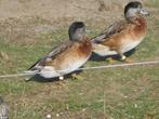 Eenden kruising, Dieren en Toebehoren