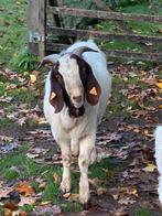 Boergeit bok, Dieren en Toebehoren