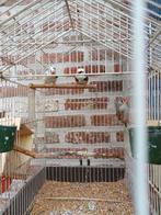 zebravinken, Dieren en Toebehoren