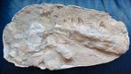 Groot stuk mosasaurus kaak + botfragmenten in matrix, Verzamelen, Mineralen en Fossielen, Ophalen of Verzenden, Fossiel