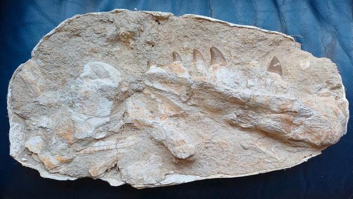 Groot stuk mosasaurus kaak + botfragmenten in matrix, Verzamelen, Mineralen en Fossielen, Fossiel, Ophalen of Verzenden