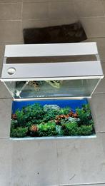 Aquarium 80x35x40 volledige set, Ophalen of Verzenden