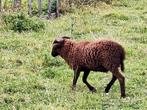 Bruine Ouessant rammetje, Dieren en Toebehoren