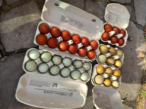 Broedeieren kippen marans Araucana olijf zijdehoen, Dieren en Toebehoren, Pluimvee