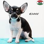 Chihuahua merle en zwart tricolor pups te koop (reutjes), Dieren en Toebehoren, 15 weken tot 1 jaar, Buitenland, CDV (hondenziekte)