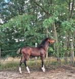 Hengstenveulen AKARAD HERO Z, (Holstein Stamm 2137, CENTO), Dieren en Toebehoren, Paarden, Hengst, Z