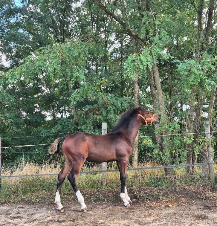 Hengstenveulen AKARAD HERO Z, (Holstein Stamm 2137, CENTO), Dieren en Toebehoren, Paarden, Hengst, Z