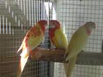 rosella, Meerdere dieren, Parkiet, Geringd