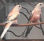 opalien roze bourks parkieten 2025, Dieren en Toebehoren, Meerdere dieren, Parkiet, Geringd