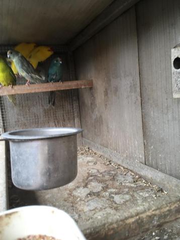 Te koop halsband. Parkieten + kakarikis beschikbaar voor biedingen